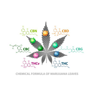 Quelle est la différence entre CBD et THC ?