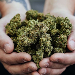 Quelle est la différence entre le chanvre et le cannabis ?