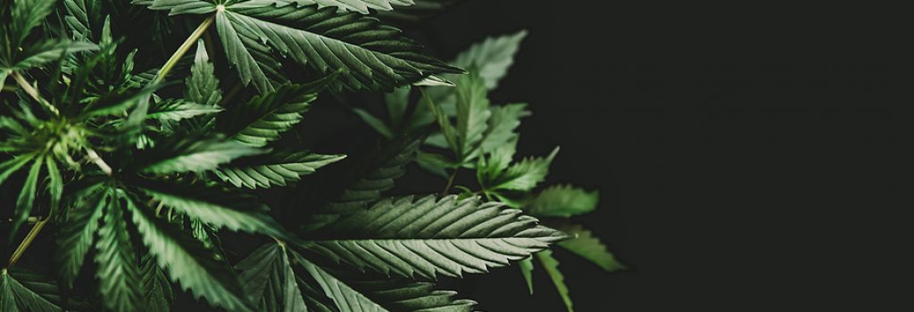Le lexique du Cannabis et du CBD !