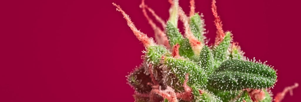 Sativa, Indica, Ruderalis : Quelle est la Différence ?