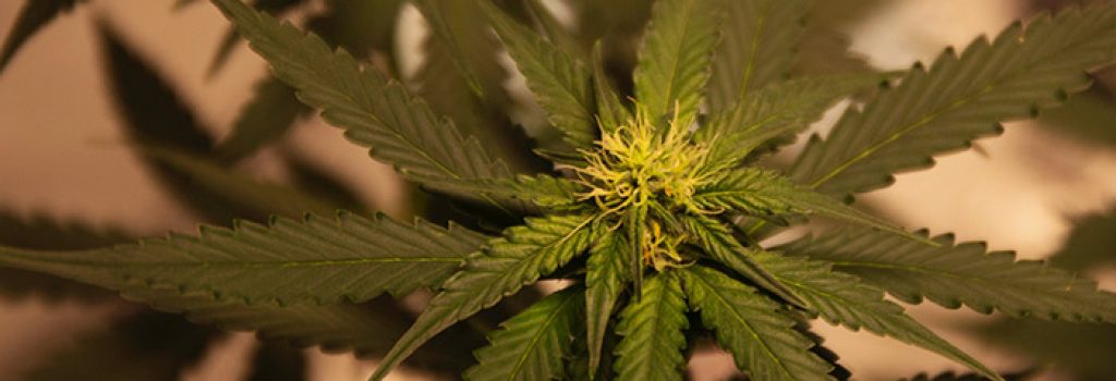 Qu'est ce que le cannabidiol CBD ?