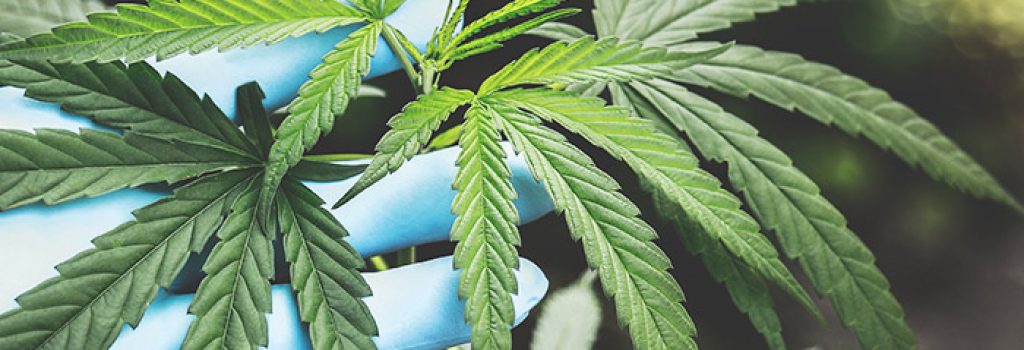 Quelle est la différence entre CBD et THC ?