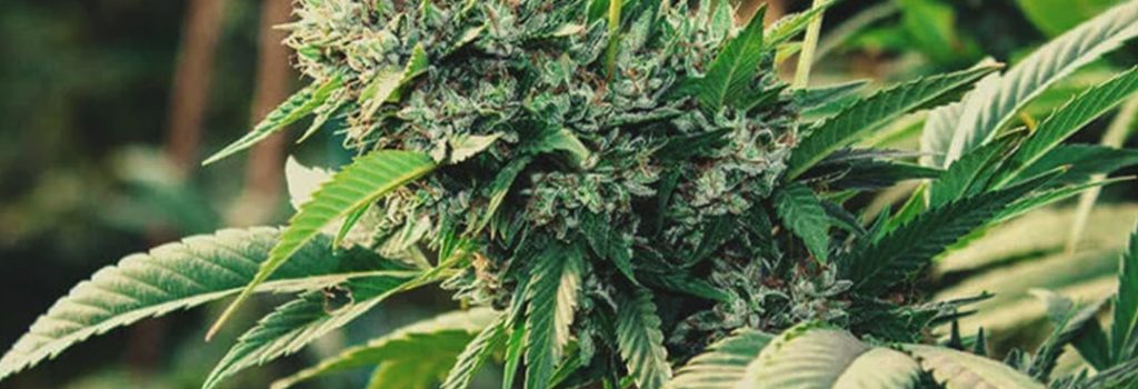 Le Cannabis et le CBD : Les differences